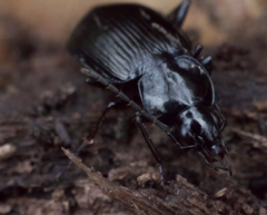 Agonum