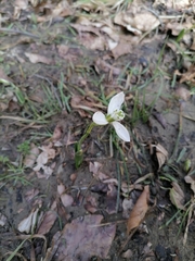 Galanthus elwesii
