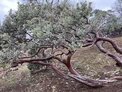 Arctostaphylos viscida