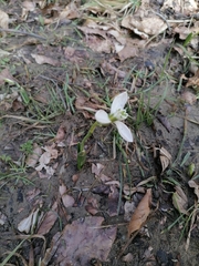 Galanthus elwesii