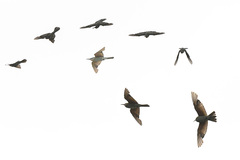 Merops persicus persicus