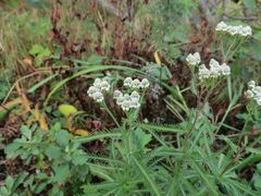Achillea ptarmicoides