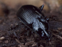 Agonum