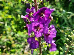 Verbascum phoeniceum