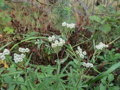 Achillea ptarmicoides
