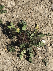 Lupinus succulentus
