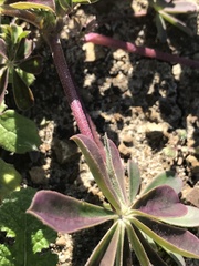 Lupinus succulentus