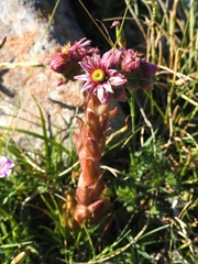 Sempervivum