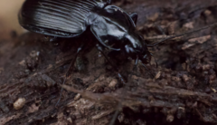 Agonum