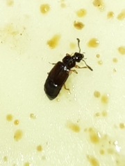 Omaliinae