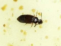 Omaliinae