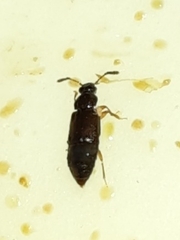 Omaliinae