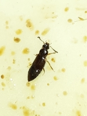 Omaliinae