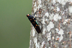 Desudaba maculata