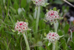 Eriogonum heracleoides