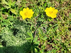 Potentilla recta