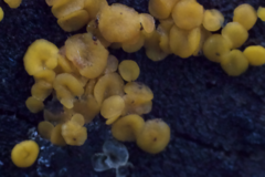 Calycina citrina