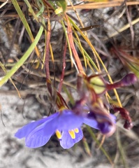 Aristea glauca