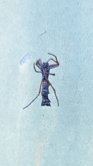 Micrathena swainsoni