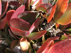 Kalanchoe luciae
