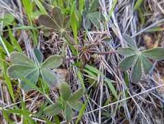 Lupinus albifrons