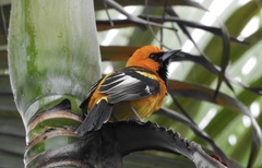 Icterus pectoralis