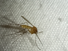Culicinae