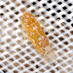 Tautoneura polymitusa