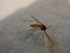 Culicinae