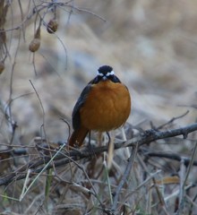 Cossypha heuglini heuglini