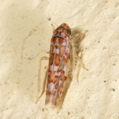 Tautoneura polymitusa