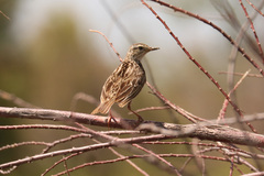 Anthus correndera