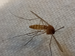 Culicinae