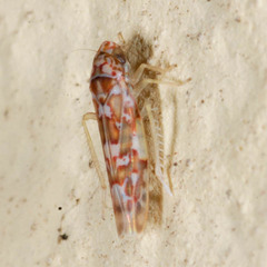 Tautoneura polymitusa