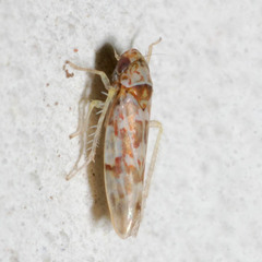 Tautoneura polymitusa