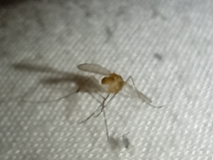 Culicinae