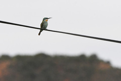 Merops persicus persicus