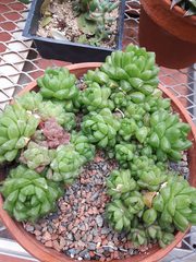 Haworthia