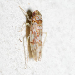 Tautoneura polymitusa
