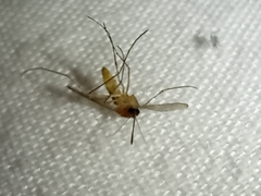 Culicinae