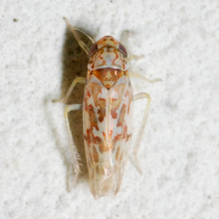 Tautoneura polymitusa