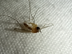 Culicinae