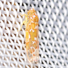 Tautoneura polymitusa