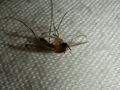Culicinae