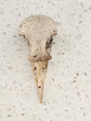 Turdus merula