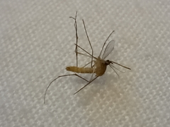 Culicinae