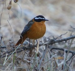 Cossypha heuglini heuglini