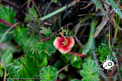 Oenothera epilobiifolia
