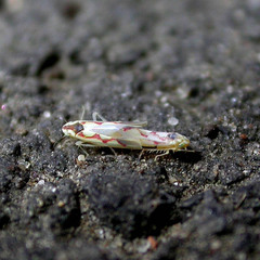 Zygina flammigera