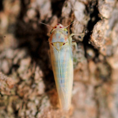 Zygina nivea